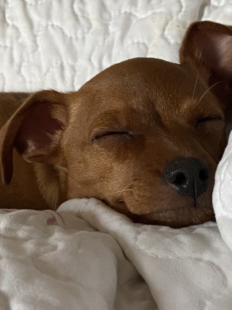 OutlanderCanuck's tweet image. So we adopted Steve. He’s Ruby’s 1/2 brother (same dad)  he’s a year younger than Ruby. He’s a sweet boy who’s always smiling. 🤎 
Our pack is complete 🖤🤎🐾