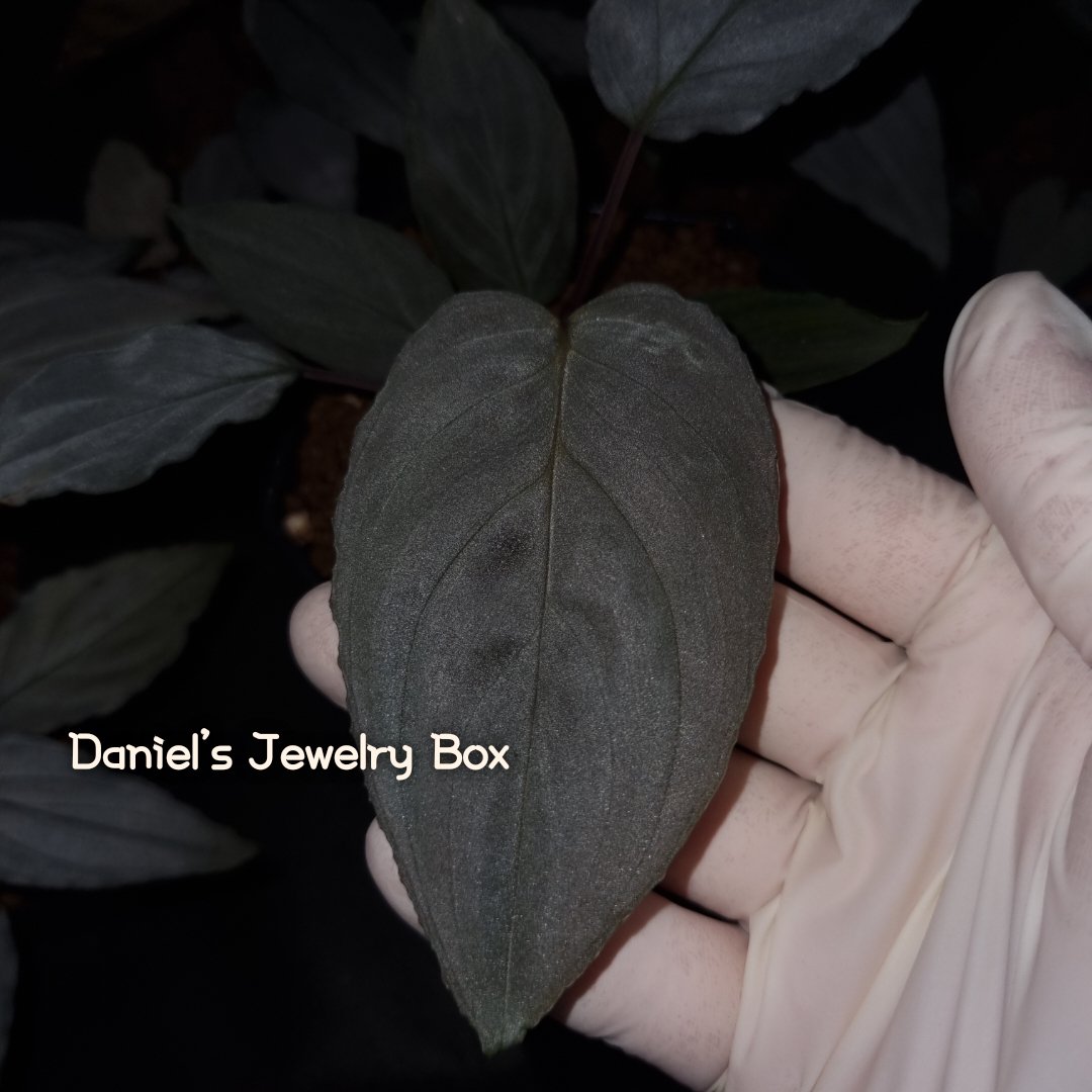 薄暗い様子。 :)
Homalomena sp.
"Mist Velvet" from Daniel

#homalomena #ホマロメナ #vivarium #terrarium #tropicalplants #paludarium #ブセファランドラ #観葉植物 #熱帯植物 #雨林植物 #パルダリウム #テラリウム #熱帯雨林植物 #furtadoa #bucephalandra #DJB便 #rainforestplants