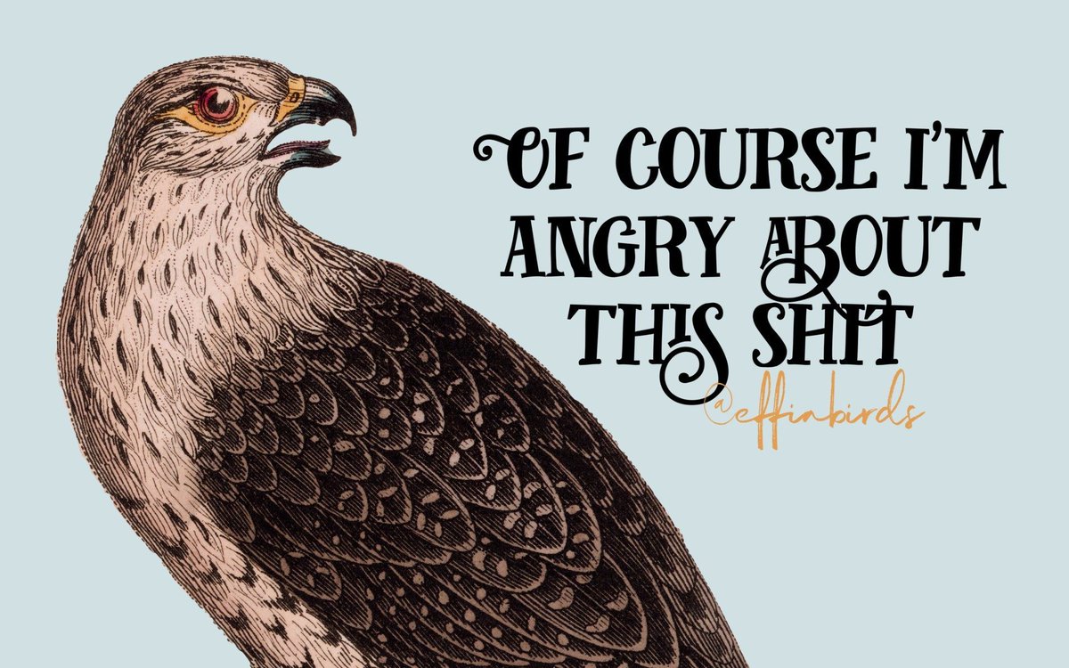 Effin' Birds (@effinbirds) on Twitter photo 