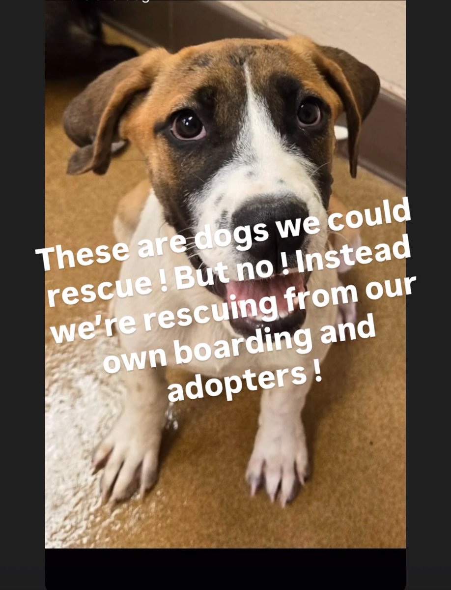 😔 I’m heartbroken and furious. These babies thought they had a home—just like I did. They trusted us. And now I have to look them in the eyes and say:

“Sorry, sweetheart… they’re moving. They’re having a baby. They got overwhelmed—after two weeks. They took in other dogs and