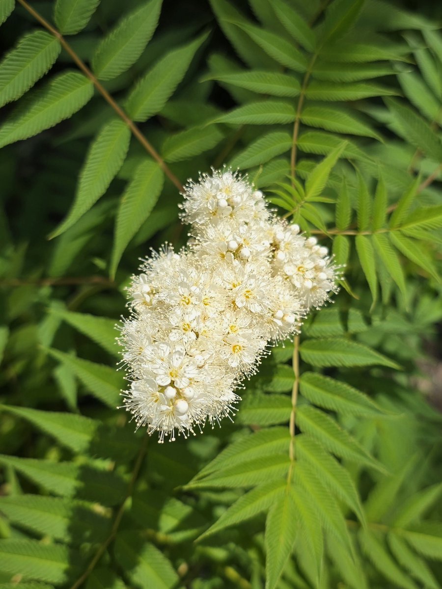 Very brief bloom but truly beautiful.