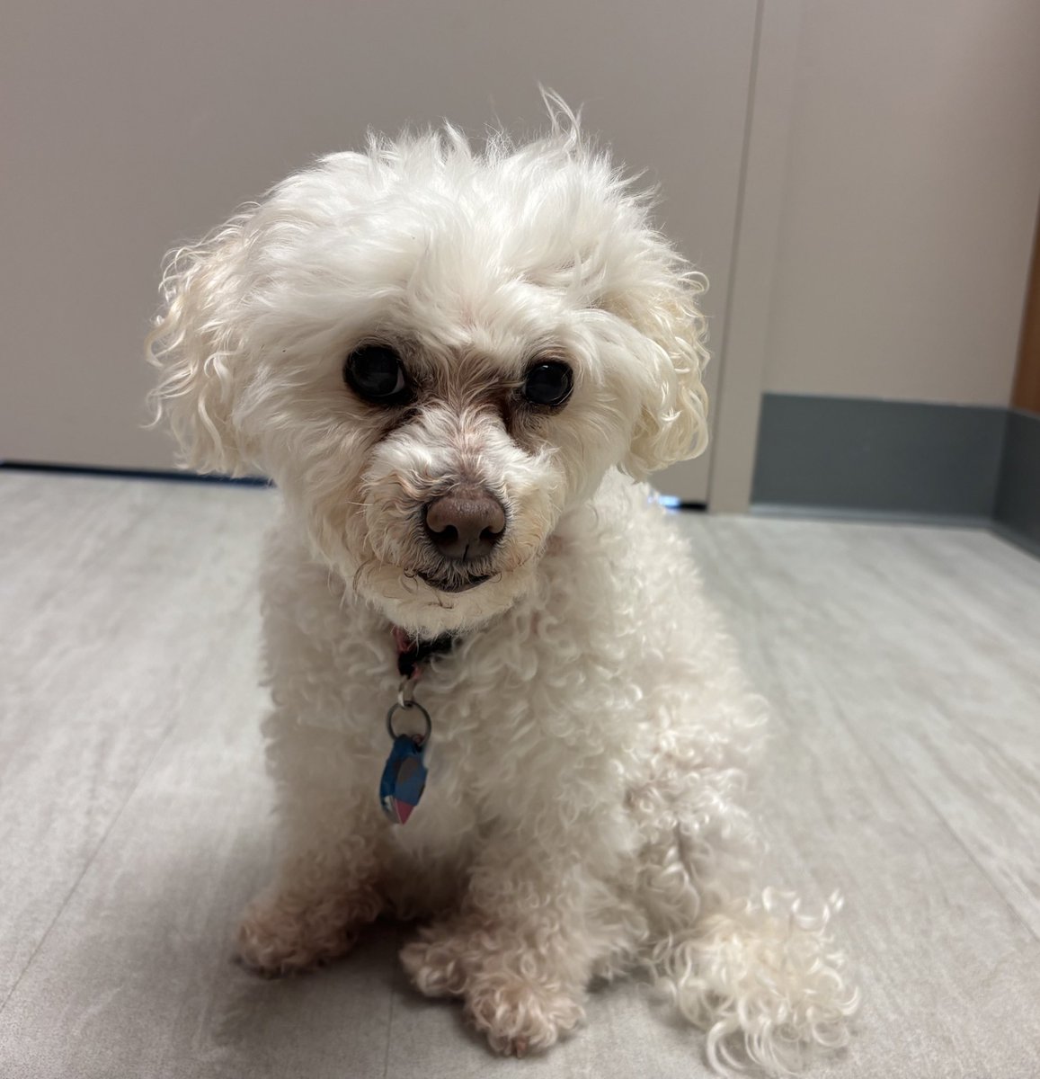 Vetteylady Report: We altered some medication dosages. Waiting on some test results (hopefully tomorrow) she was an angel &amp; got lots of love from the staff ❤️❤️❤️ #DogsofX #dogsoftwitter 
She was warm so they brought her a fan, that’s her hair blowing back 🥹 😍🥰