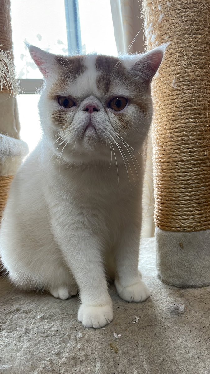 おはよー。今日は、キャットタワーに登ってみたよ。こんぶちゃん、珍しいね。