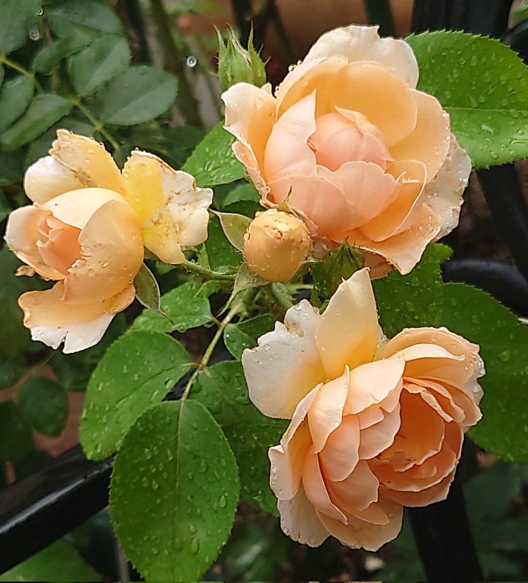 niwaasobi60's tweet image. おはようございます。☀️
今日の薔薇はERグレイスとオマージュアバルバラさん。😄今年は薔薇さん達、元気に良く咲いてくれてます。虫達も元気に。😅😄
暑いけど少しだけ庭遊び。
今日も良い一日に。😄💕🌹
#Rose #garden