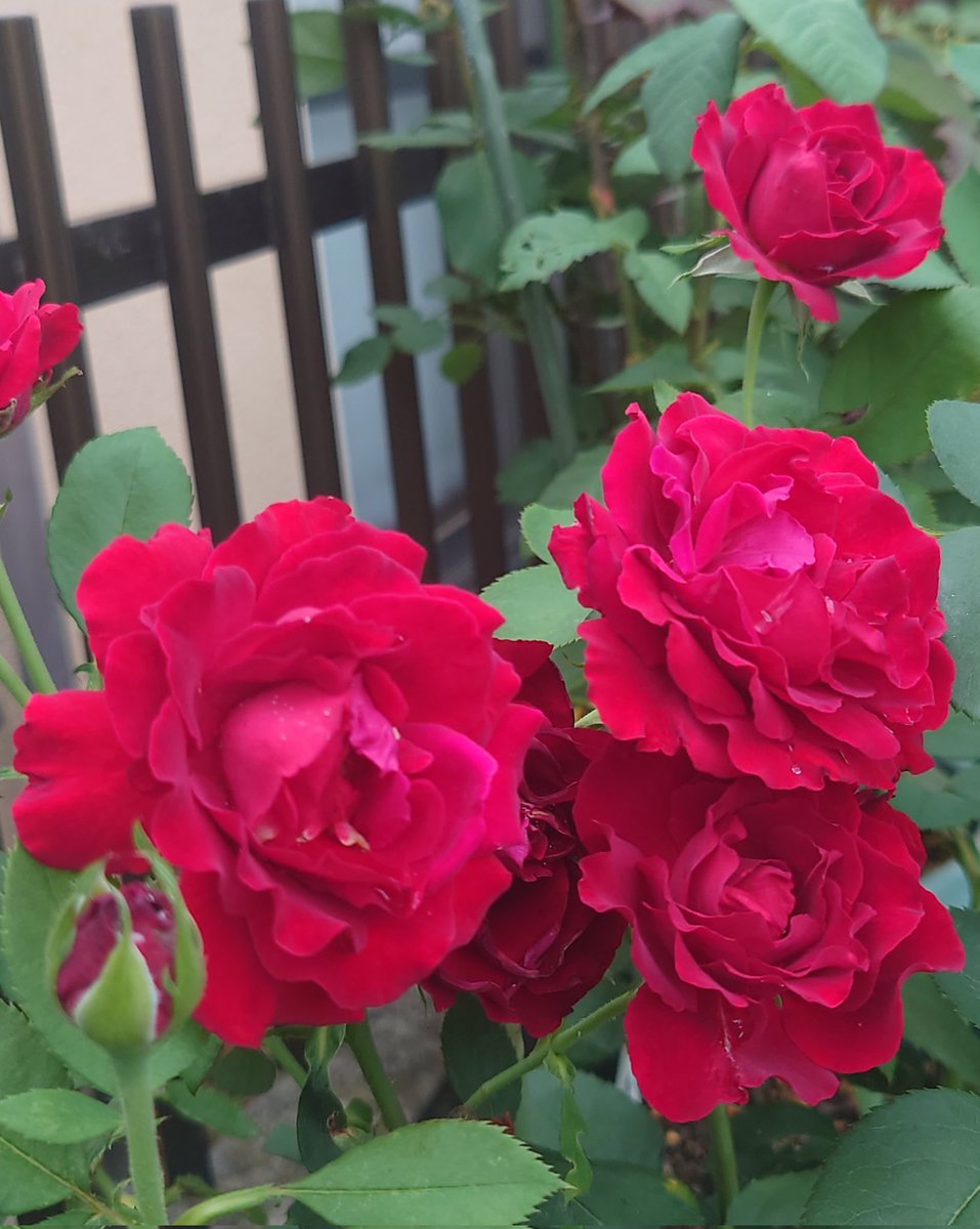 niwaasobi60's tweet image. おはようございます。☀️
今日の薔薇はERグレイスとオマージュアバルバラさん。😄今年は薔薇さん達、元気に良く咲いてくれてます。虫達も元気に。😅😄
暑いけど少しだけ庭遊び。
今日も良い一日に。😄💕🌹
#Rose #garden