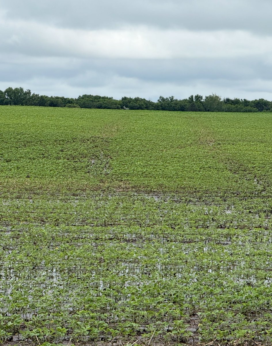 5150Farms's tweet image. Has anyone else noticed wheel tracks are showing up more than normal this year?
This field is sprayed over a month ago when we were super dry.. with big float tires