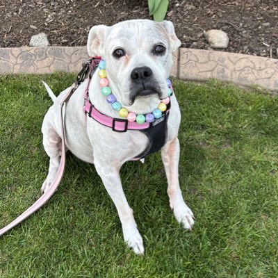 #NewProfilePic
In memory of my big sis Jasmine. 💔 🐾 🌈 
12/16/2013 to 06/25/2025
You are dearly missed sweet sis! 🩷 #AngelJasmine #Thebestpup
#ForeverLoved