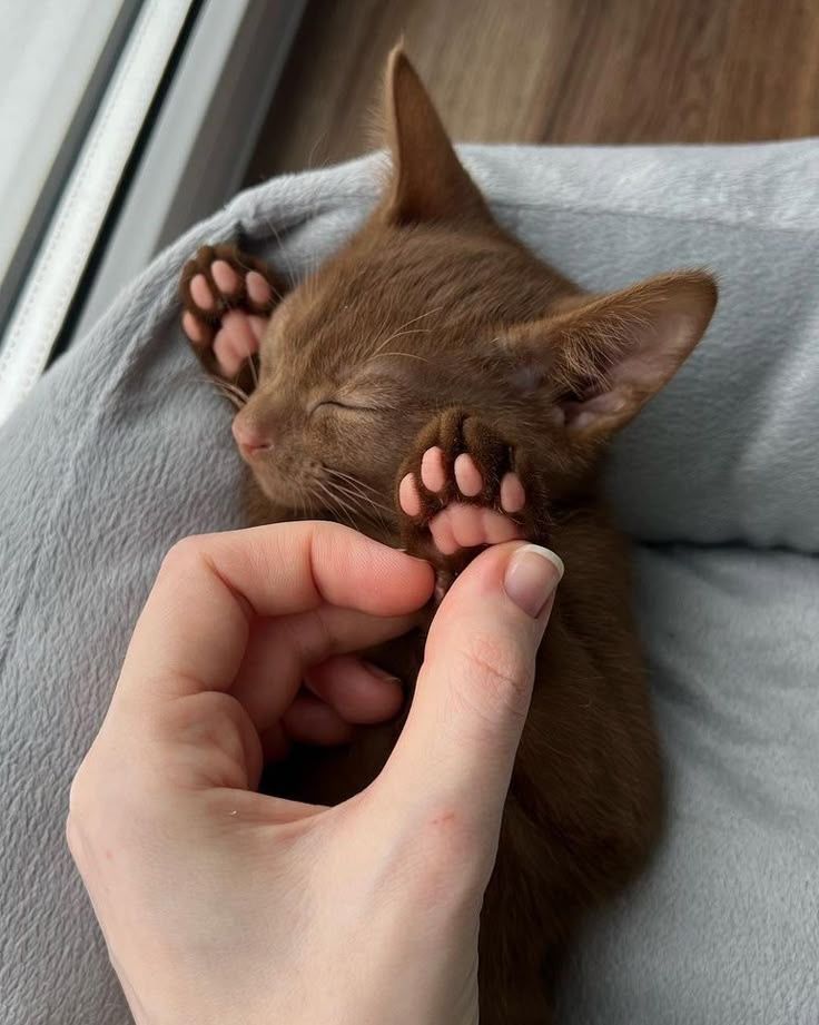 ShouldHaveCat's tweet image. 🐾🐾