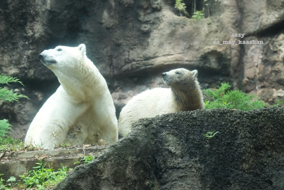 シンクロするイッちゃんとライちゃんで、おはようございます♪

心穏やかな一日でありますように🍀

（2026.6）
#ズーラシア #よこはま動物園
#ホッキョクグマ #イッちゃん #ライ