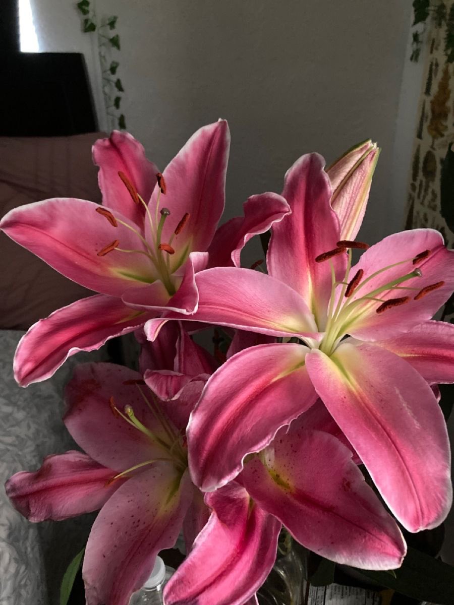 Lilies