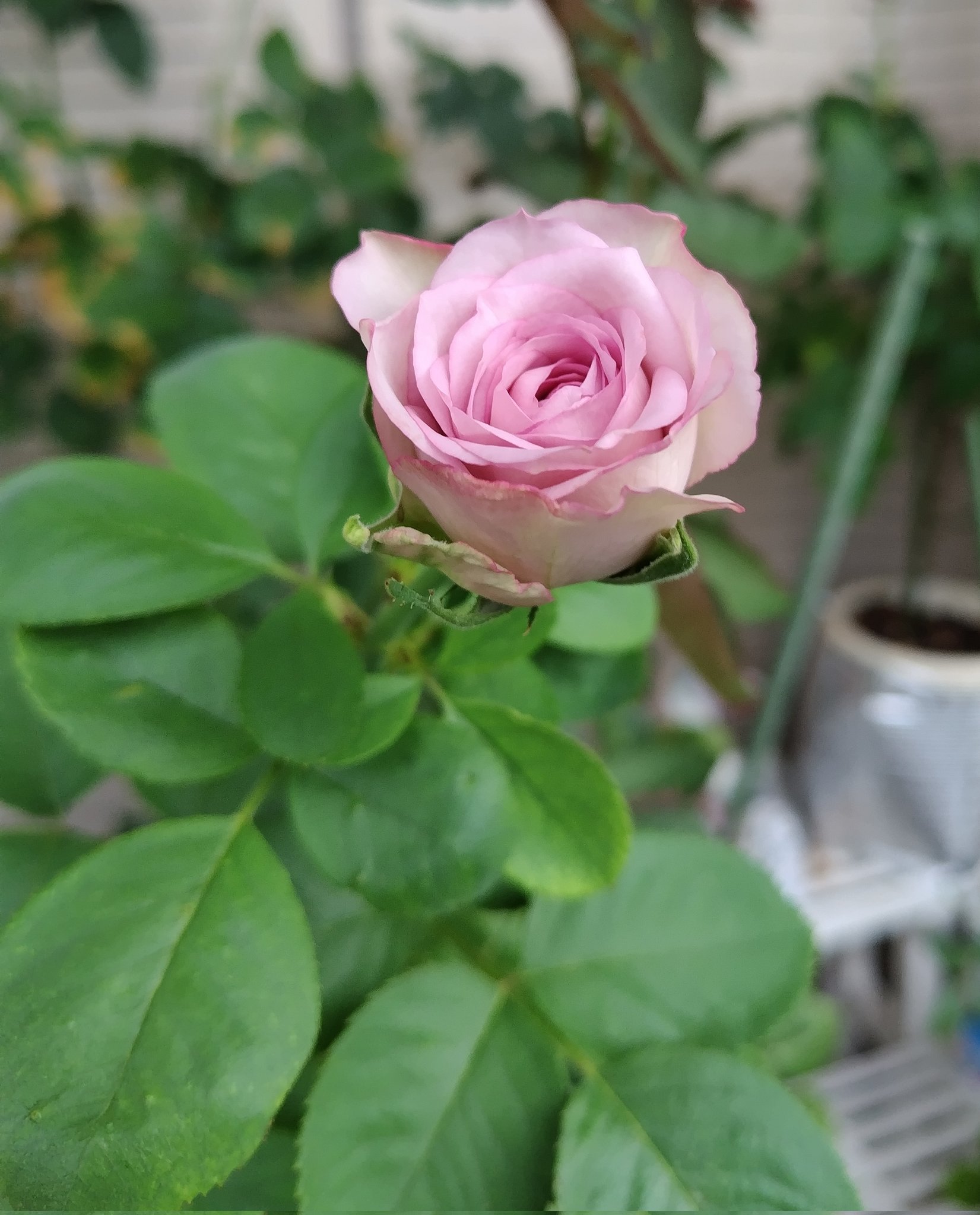 花y…ページ•*¨*•.¸♬︎ 大津通の花 - البحث / X