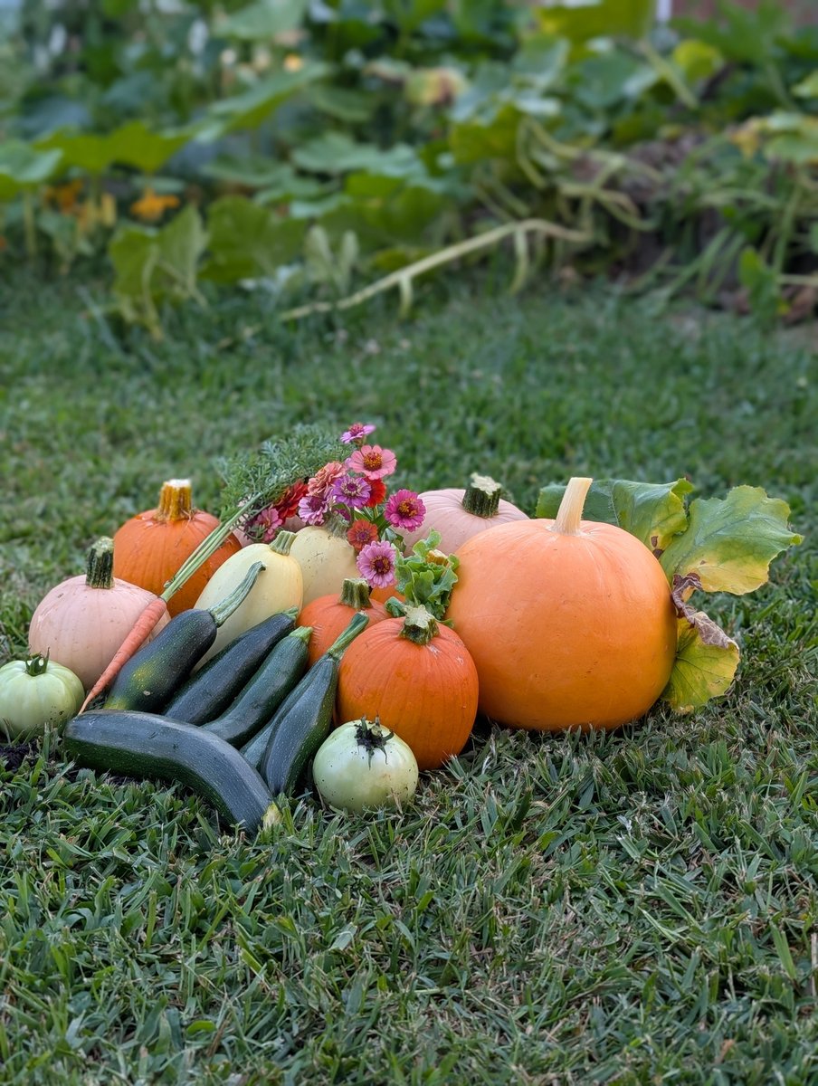 Natdavewilliams's tweet image. It's an unconventional summer bounty, but I think my kids have green thumbs.