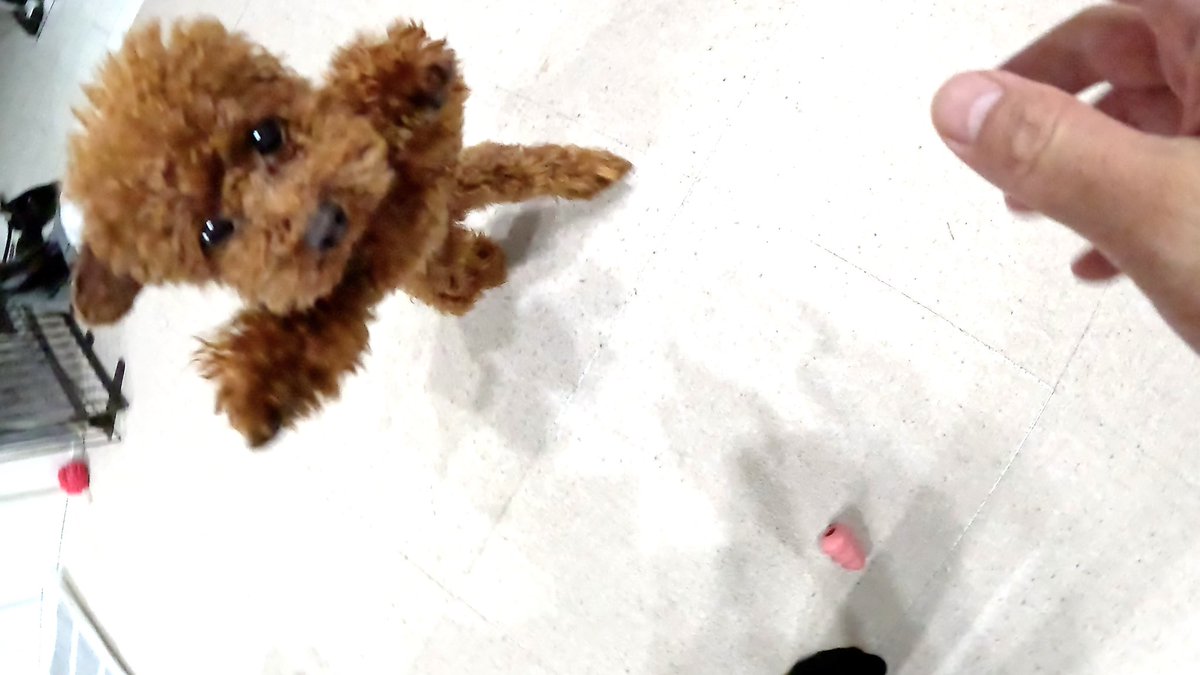 こいぬが とつぜん おそいかかってきた。