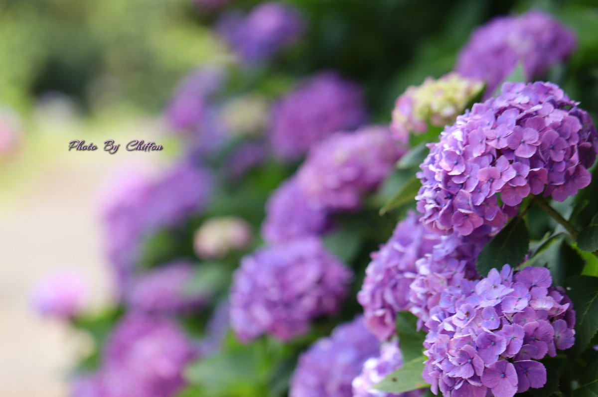 Chiffon_cake556's tweet image. おはようございます☀️☁️

・ﾀﾞﾝｽﾊﾟｰﾃｨｰｱｼﾞｻｲ𓂃𓈒𓏸𓐍
　細弁の八重が特徴で、装飾花の
　存在感が大きく｢半手毬咲き」
　と言われます
・ﾎﾝｱｼﾞｻｲ𓂃🍃
　丸いﾎﾞｰﾙ状の花を咲かせます
・cafe 𓂃ﾋﾟｻﾞ🍕   ﾐﾈｽﾄﾛｰﾈ   🥗☕️

素敵な週末になりますように👒