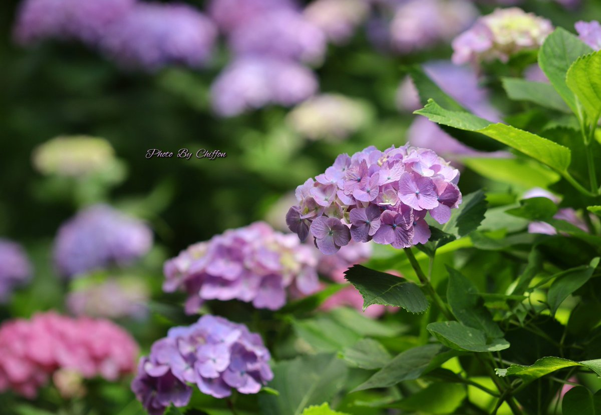 Chiffon_cake556's tweet image. おはようございます☀️☁️

・ﾀﾞﾝｽﾊﾟｰﾃｨｰｱｼﾞｻｲ𓂃𓈒𓏸𓐍
　細弁の八重が特徴で、装飾花の
　存在感が大きく｢半手毬咲き」
　と言われます
・ﾎﾝｱｼﾞｻｲ𓂃🍃
　丸いﾎﾞｰﾙ状の花を咲かせます
・cafe 𓂃ﾋﾟｻﾞ🍕   ﾐﾈｽﾄﾛｰﾈ   🥗☕️

素敵な週末になりますように👒