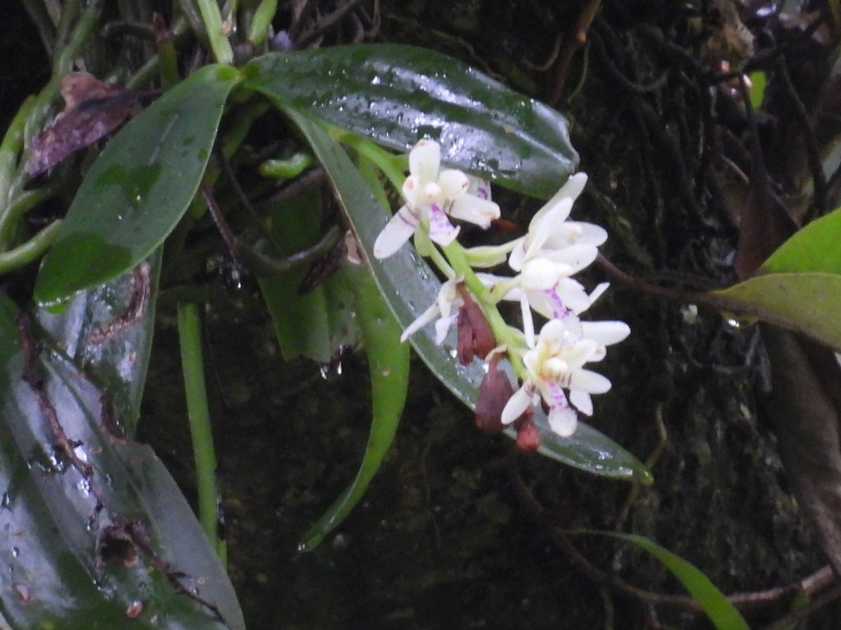 amamioshimawhcc's tweet image. おはようございます。森の奥深くでナゴランの開花を見ることができました。

これらの着生ランは、周囲の樹木や湿度、光に大きく依存しています。特定の環境条件を必要とする繊細な植物は、森林の豊かさを示すバロメーターとも言えます。そういう植物がいつまでも咲き続ける奄美であってほしいですね。