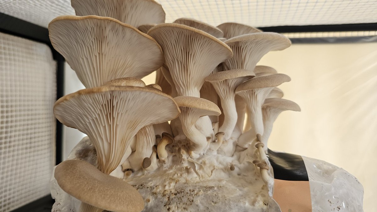 Pirate Software tweet media