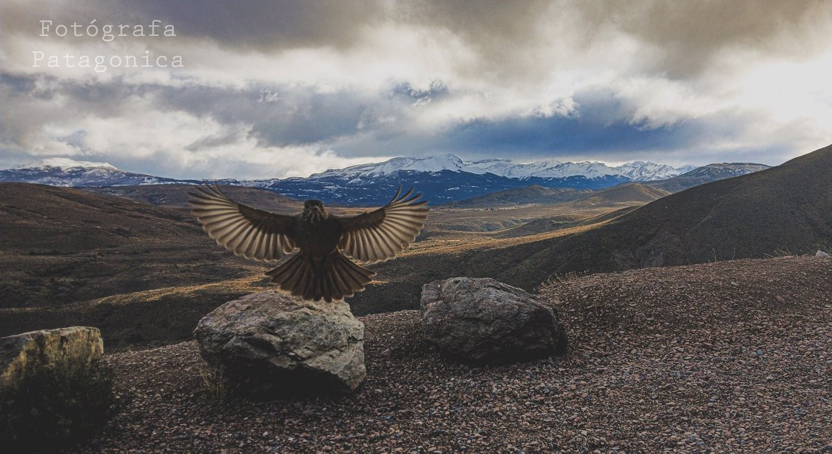 Capturando ❤️🦅