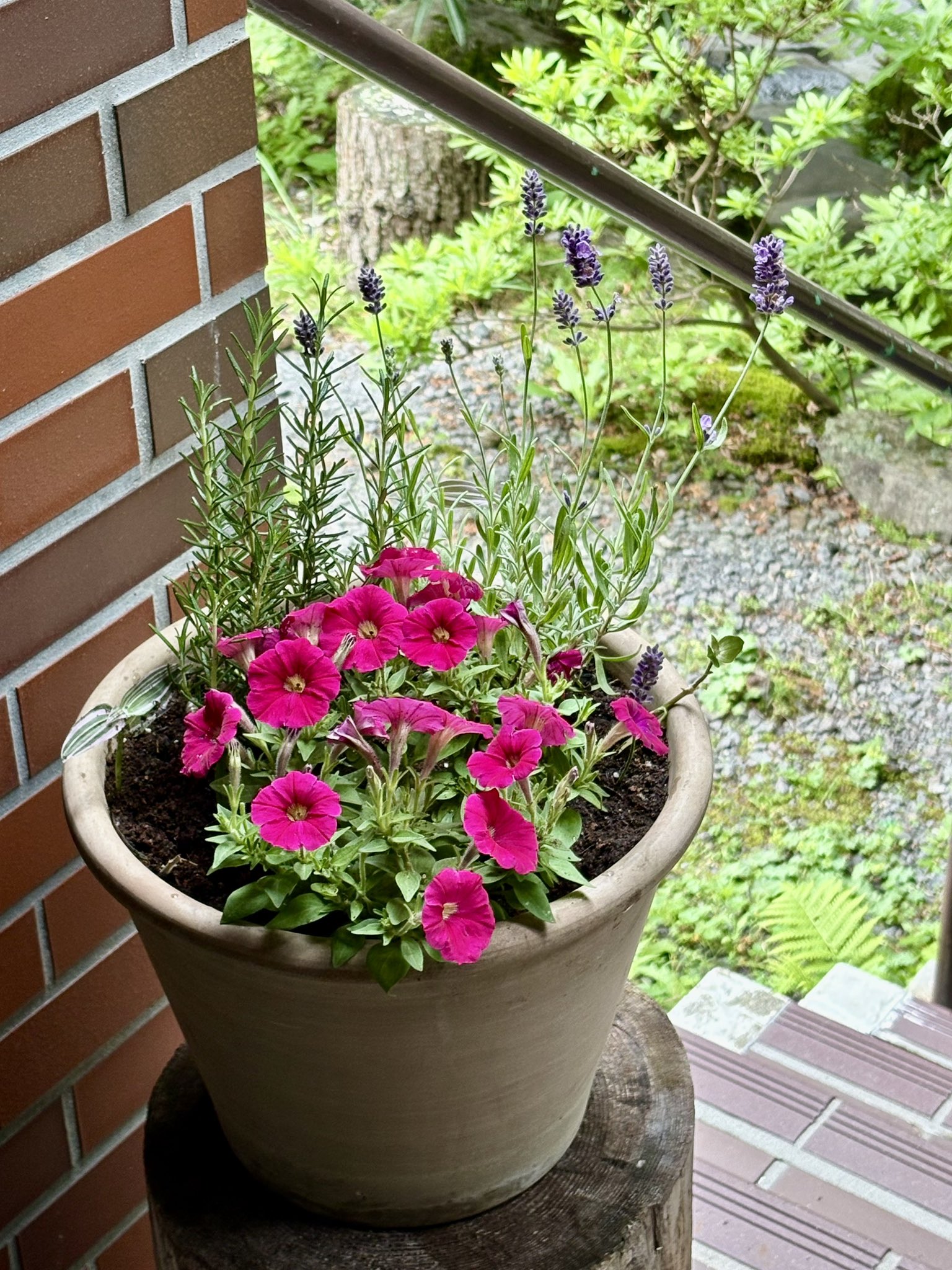 抜き苗✨レア♥️蜜桃プリン✕Prodidity✨ 仕入れに向かう道中、梅や桜を見かけました🌸 新生活や、御祝に