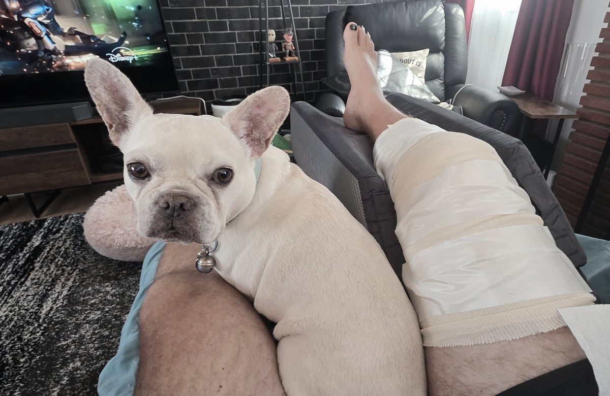 Knee surgery went well, so far . hurts like all hell but I got my road dog here keeping me company !!