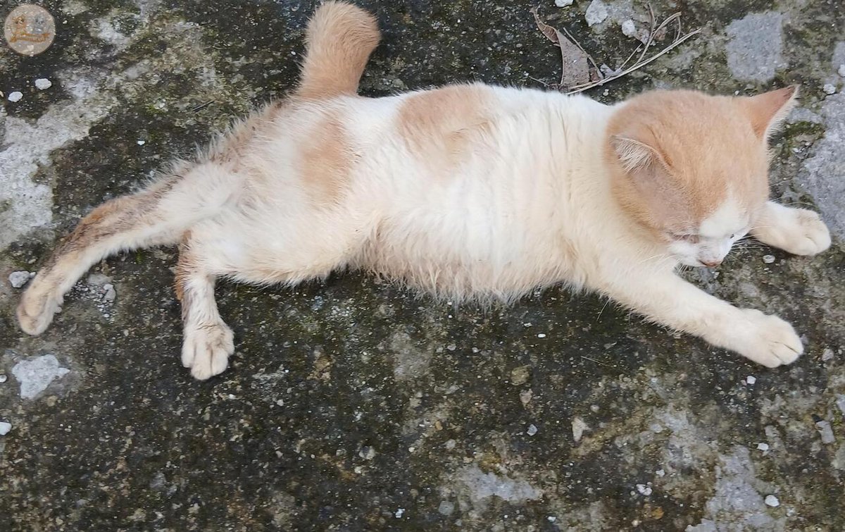 kcg! pagi-pagi udah masuk got