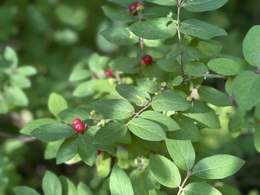 Visited Cuyahoga National Park today.  Beautiful.