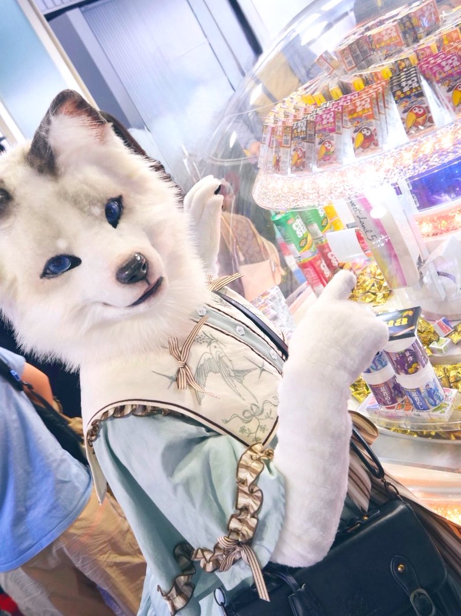 ChocNutsFox's tweet image. 見て！チョコ！ෆ⸒⸒⸜( ˶&apos; ꒳ &apos;˶)౨
📸 ヤジさん

#コスフェスTDC #FursuitsFriday
