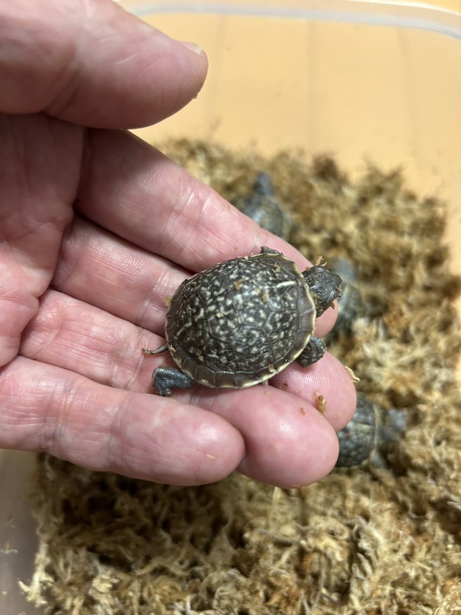 ニシキハコの1クラ目が無事に孵りました。去年は初産で子亀が弱かったのですが、今年は良い感じです。ちゃんと育つのか不安もありますが、この夏の楽しみが一つ増えました。