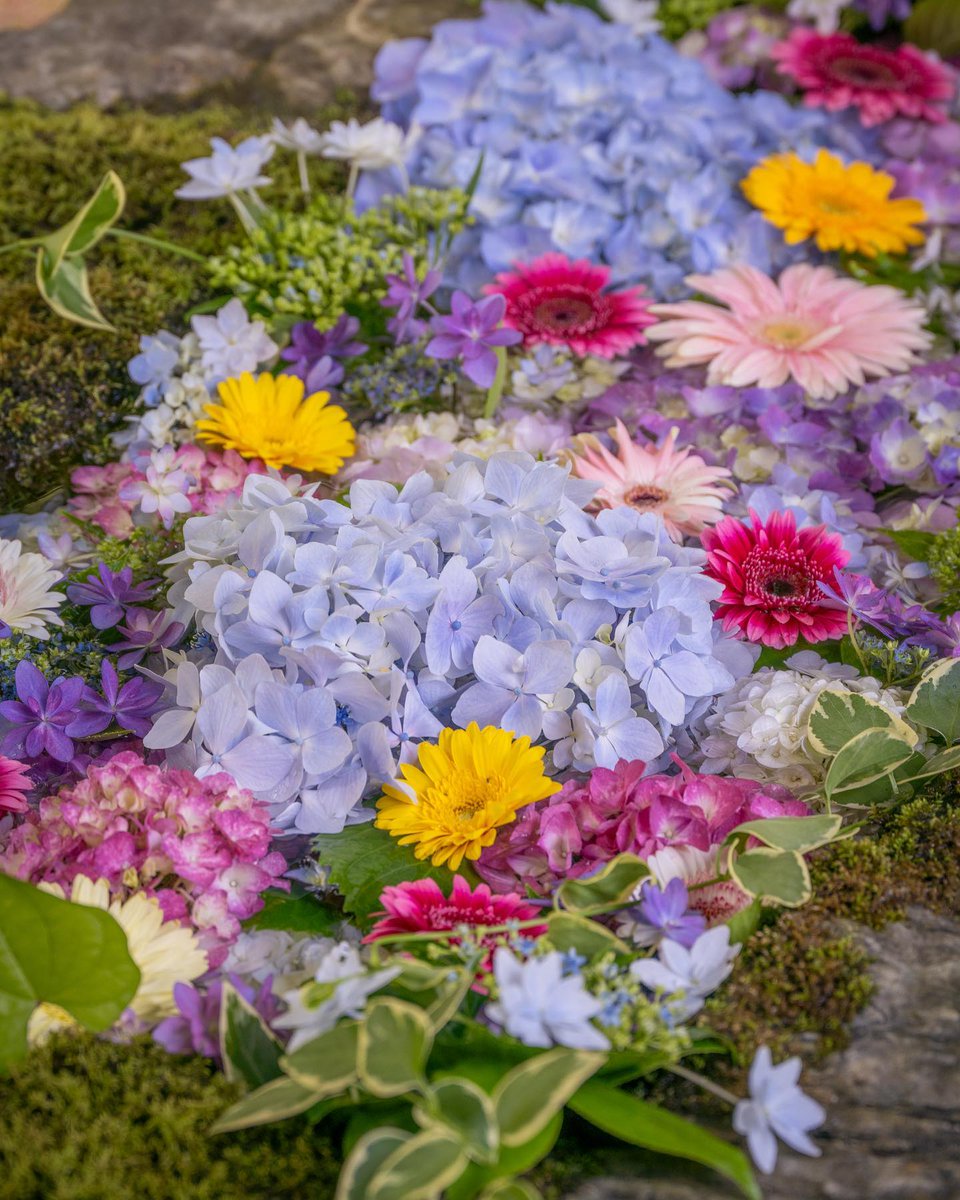 Imagine beautiful hydrangeas displayed in a picturesque and unique way for Tanabata! ✨ At Yanaizu Kokuzo-son Temple, on July 7th, these colorful flowers adorn the pond surrounding the Benzaiten shrine. This coincides with a special prayer festival to Benzaiten, the goddess often