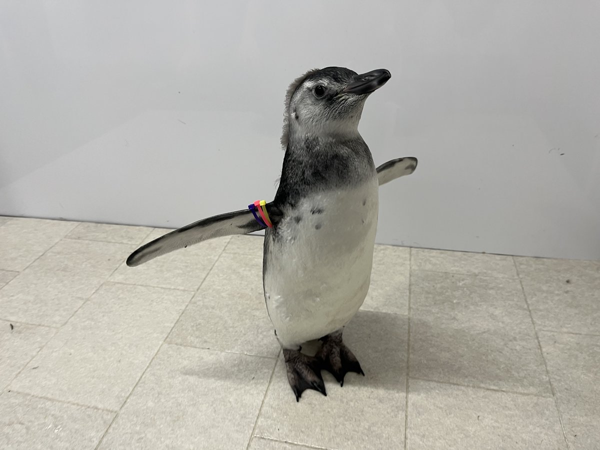 つづみ、バンド姿お披露目！ / 明日のプールデビューを控え