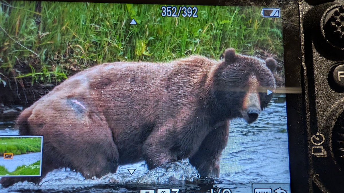The Brown bear trip turned up some lovely examples. One back of the camera image, as I have not downloaded anything yet.. #NaturePhotography