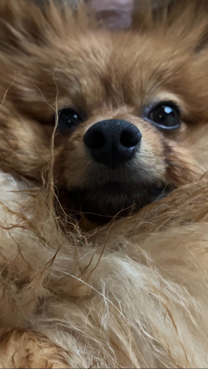 おはよ🌻
#ポメラニアン #ぽめひま #ポメラニアン🌻