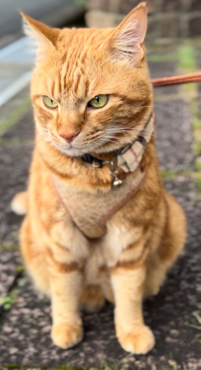 涼しいうちに🌿　　　　　by🐯