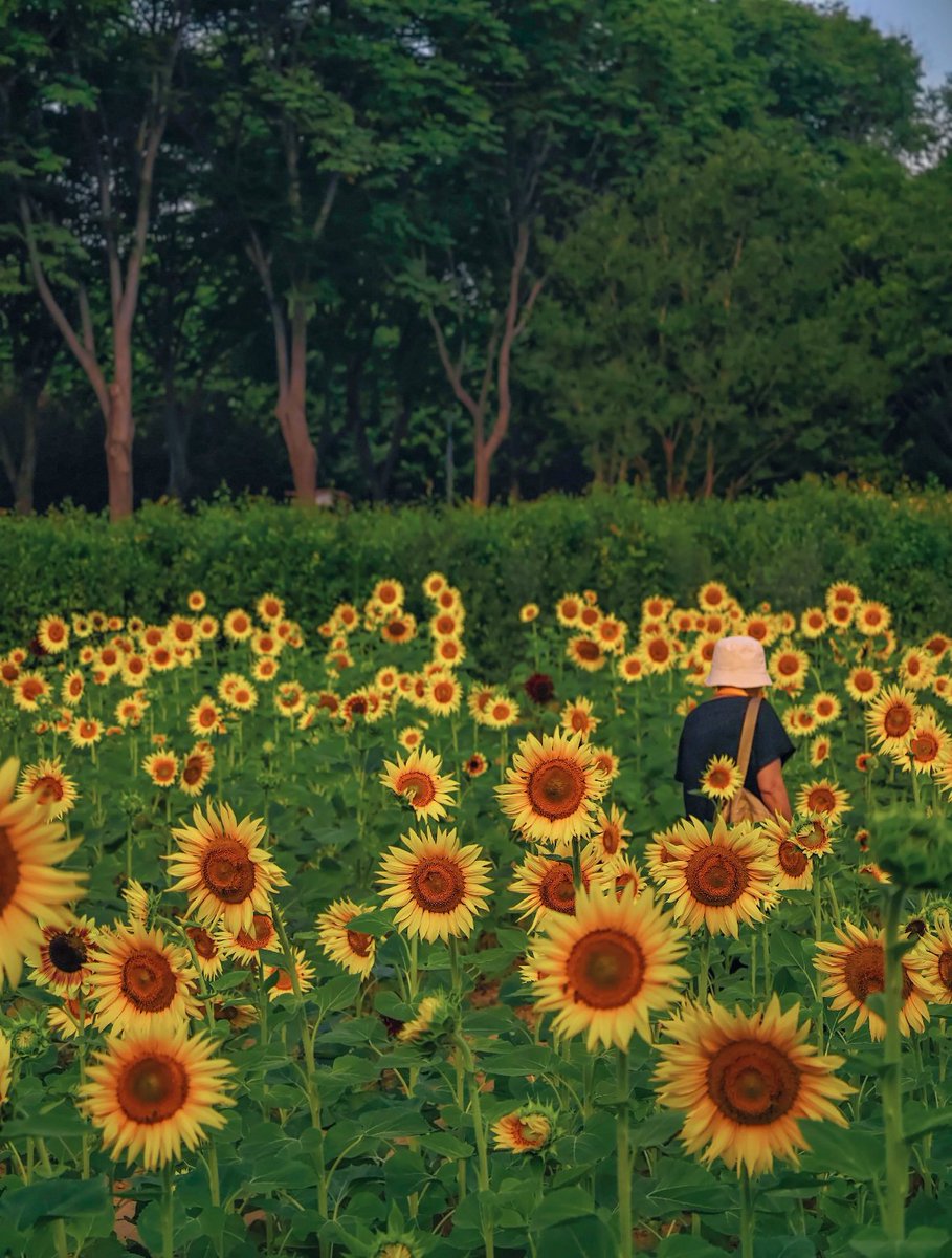 Where_Zhengzhou's tweet image. Good morning from the sunniest blooms! 🌻
Location: Zhengzhou Botanical Garden
#SunflowerMorning #Zhengzhou #BotanicalBeauty