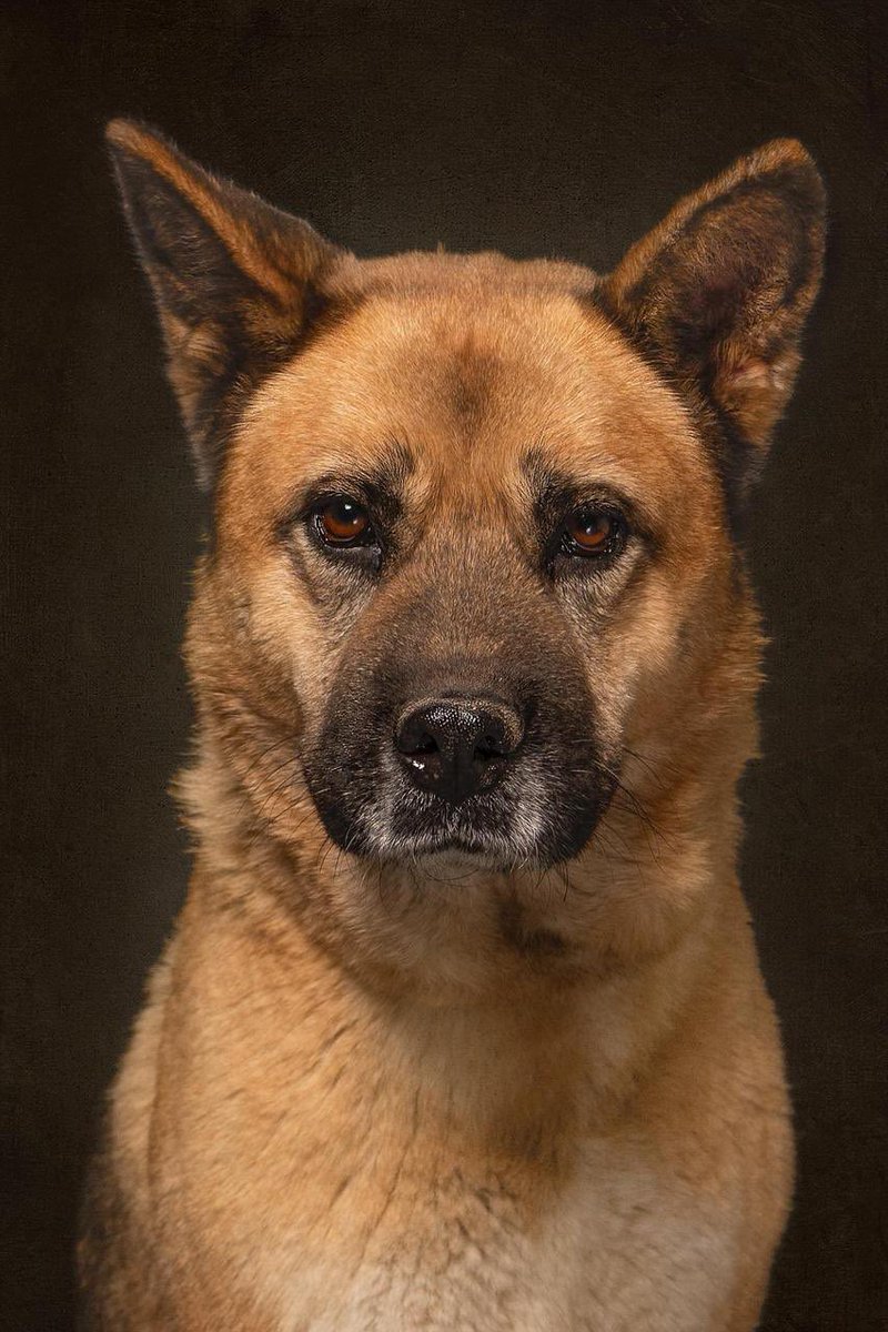 ¡Hola! Soy Lilo una de las rescatadas de Hela 🌻

Hace varios meses yo estaba en la calle,desangrándome porque tenía TVT ya muy avanzado.

Por fortuna fui rescatada a tiempo,y después de varias quimios logré curarme.

Ahora estoy en busca de un hogar y una familia.
¿Me adoptas ?