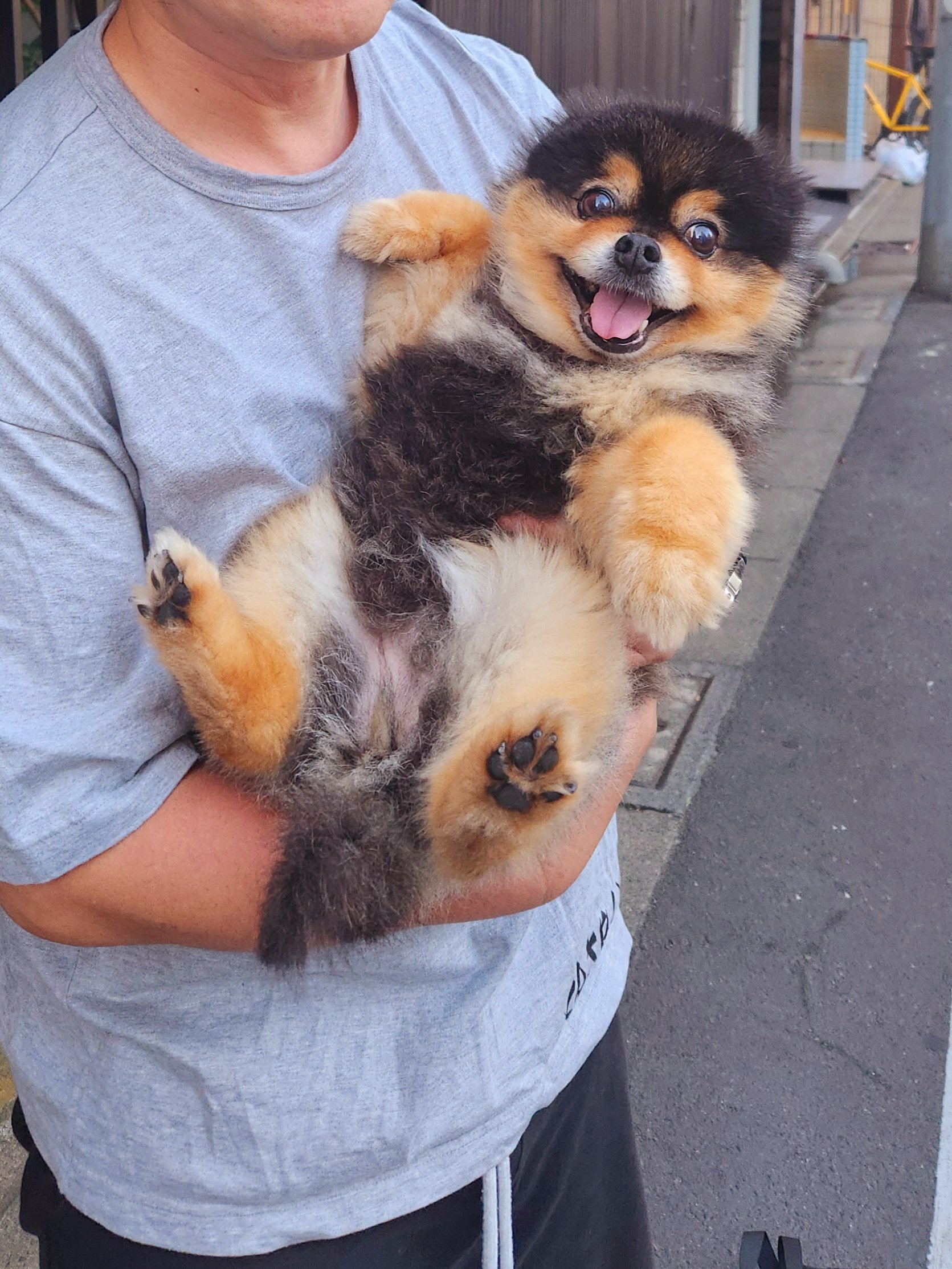 たろ犬さん専用ページ 楽天市場】【最大12%OFFクーポン&P5倍☆26日まで】ペット