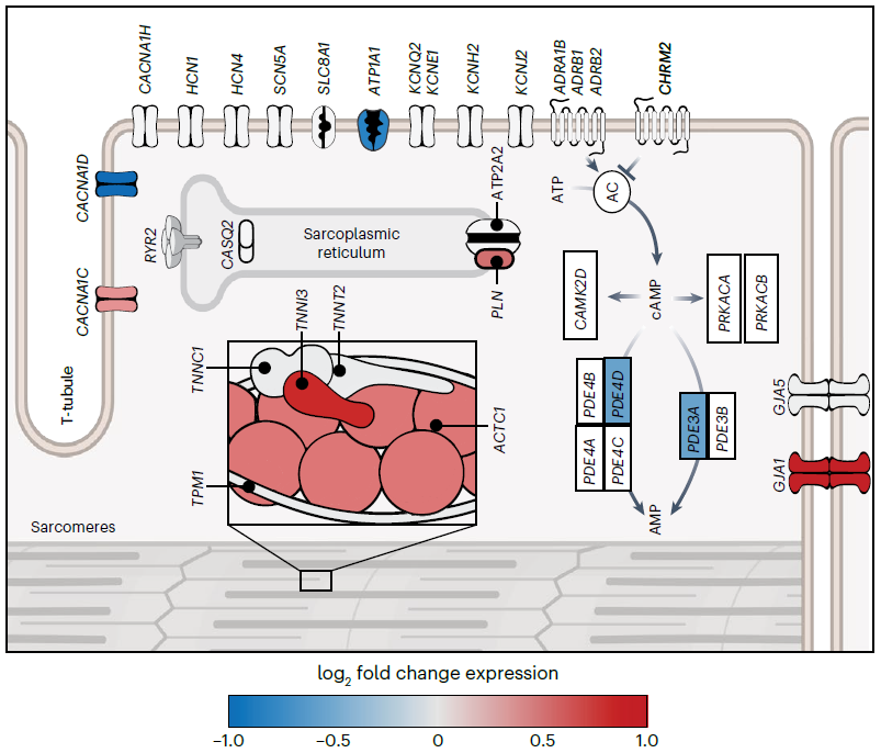 pubmed.ncbi.nlm.nih.gov/40562874/ Read free online article on maturation of human cardiac organoids in Nature Cardiovascular Research 2025; PMID: 40562874; DOI:10.1038/s44161-025-00669-3
