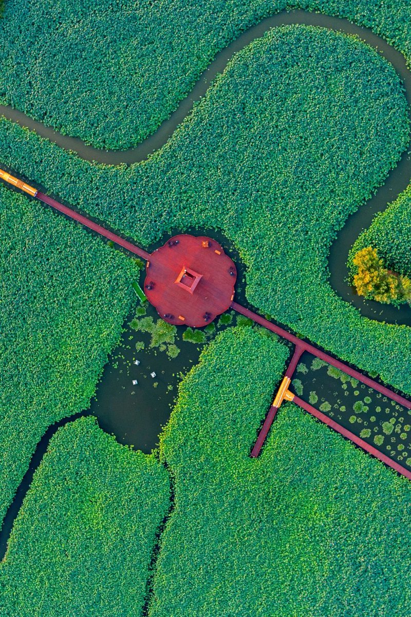 TaizhouCity's tweet photo. ๐ชท Come to #Xinghua, #Taizhou, and wander through endless lotus fields in full bloom! A summer dream of petals and peace awaits.
#XinghuaLotusPond #TaizhouSummer #LotusInBloom https://t.co/D0qVAySHje