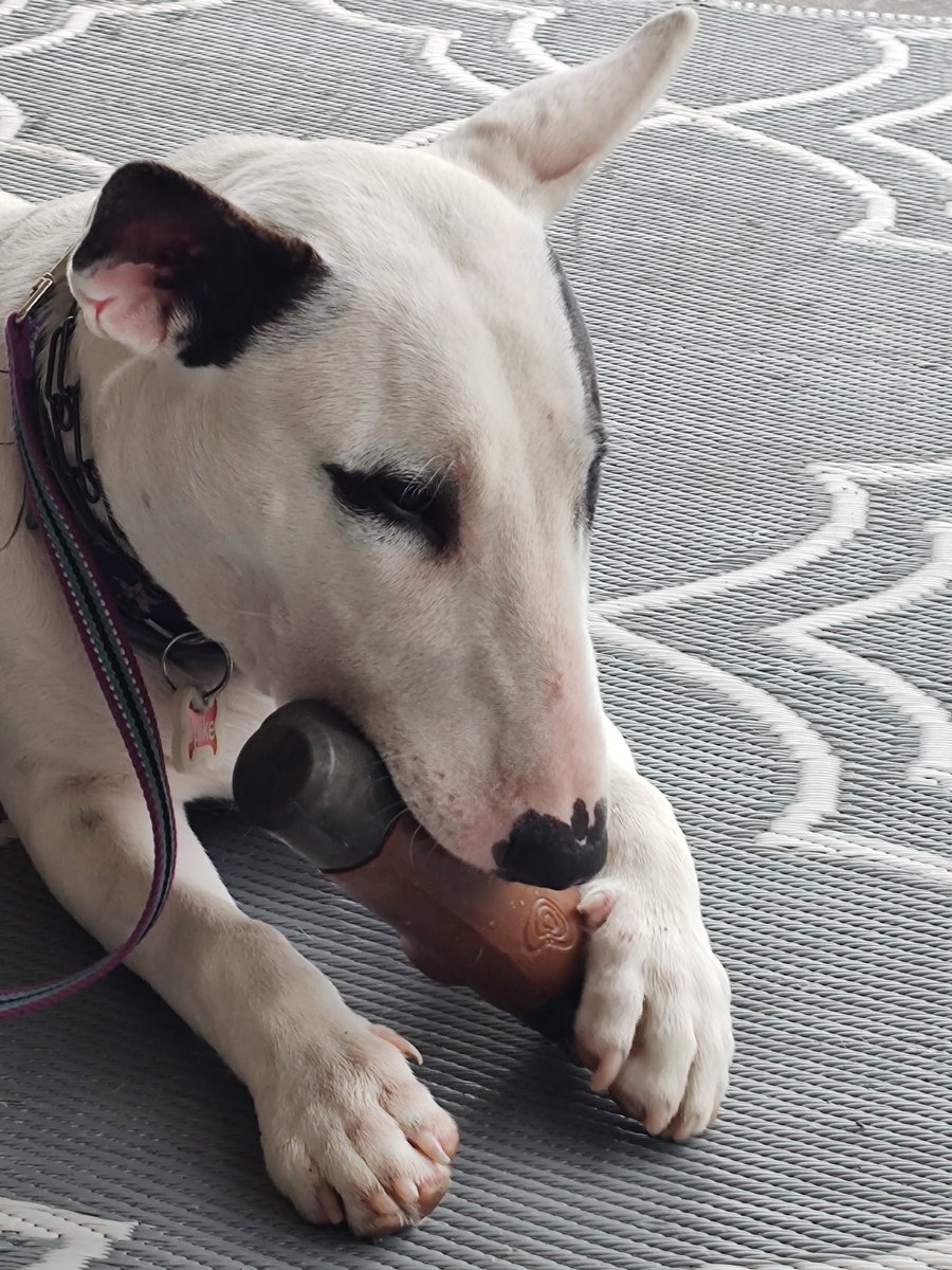 rexthetvterrier's tweet image. It was cool and drizzly today, which was a nice break.  A good day for chewing a toy on the porch
#Spike #PuppyLove #dogs