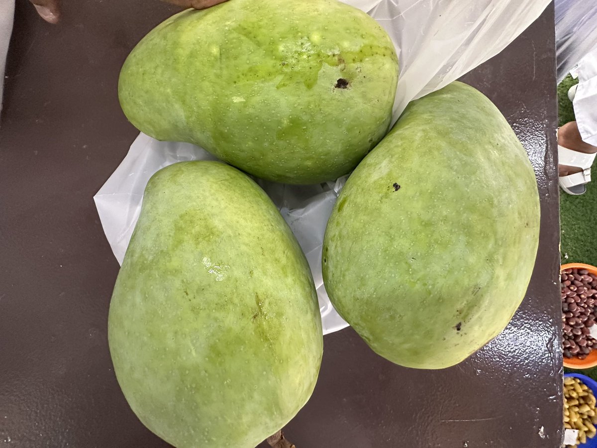 انتاج جيد من ثمار المانجو تشهده مزارع #سلطنة_عُمان هذا العام وبأحجام كبيرة و رائحة مميزة يصل وزن الحبة الواحدة الى حوالي كيلوغرام. وقد تم صباح اليوم #الجمعة بيع ٦ حبات من هذا الصنف بحوالي ٥ ريالات عمانية في سوق ولاية #نخل 

 #عام_هجري_جديد_1447