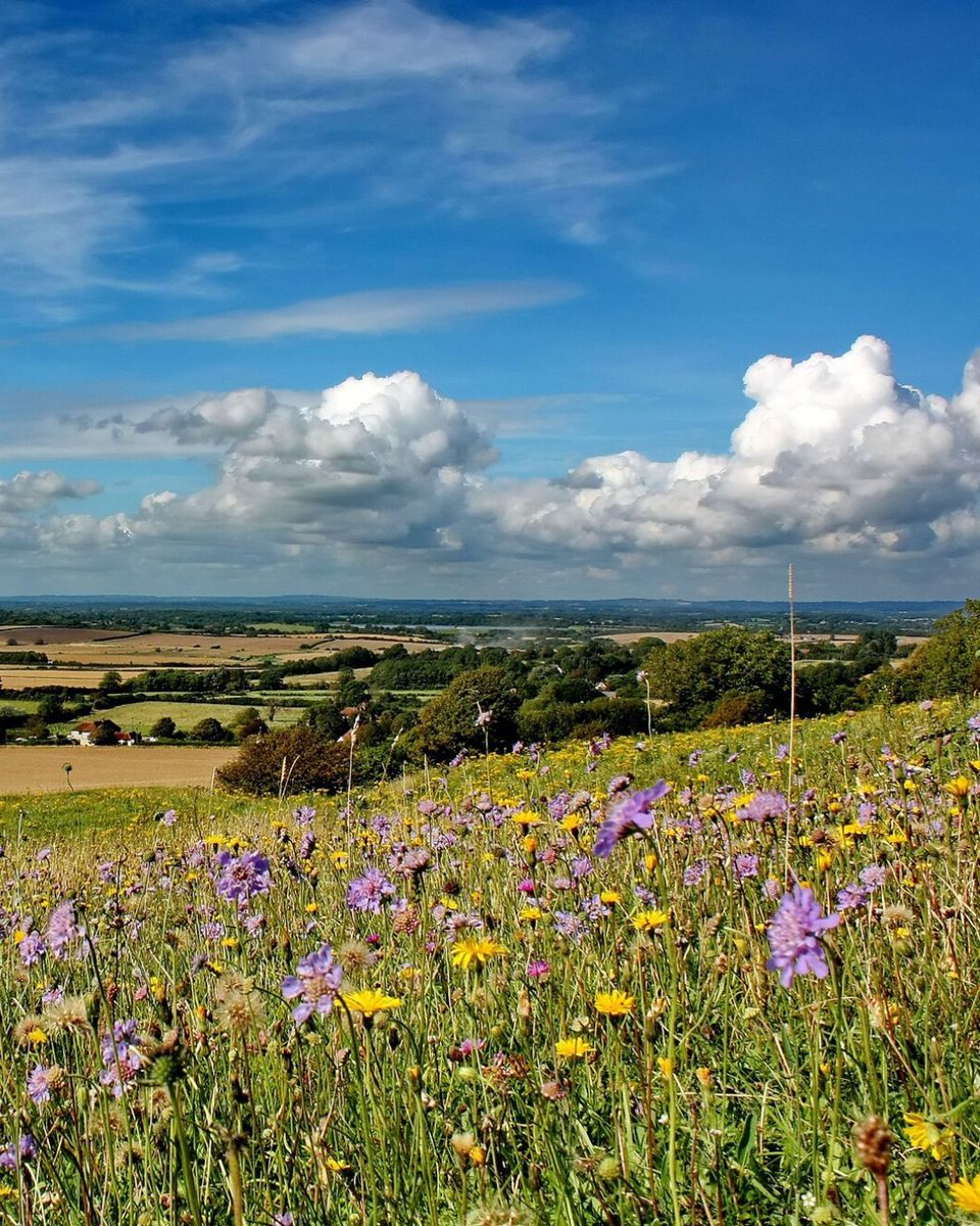 Since the 1930s we've lost 97% of our meadows in the UK - shocking!

But, with projects like Beelines, we're aiming to #ReNature the South Downs by planting new wildflower corridors, connecting species-rich grassland.

📷 Phil Clements