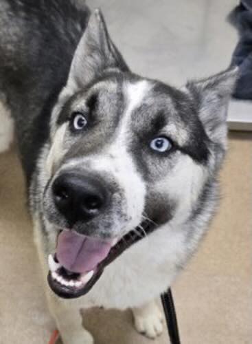 TomJumboGrumbo's tweet image. Moris' #252317 no-good family refused to take him back knowing he will likely lose his life in Apple Valley CA because he "escapes the yard". Maybe if they became better pet parents he might not be inclined to jump the fence! A 1 year old puppy who's very friendly and we've been…