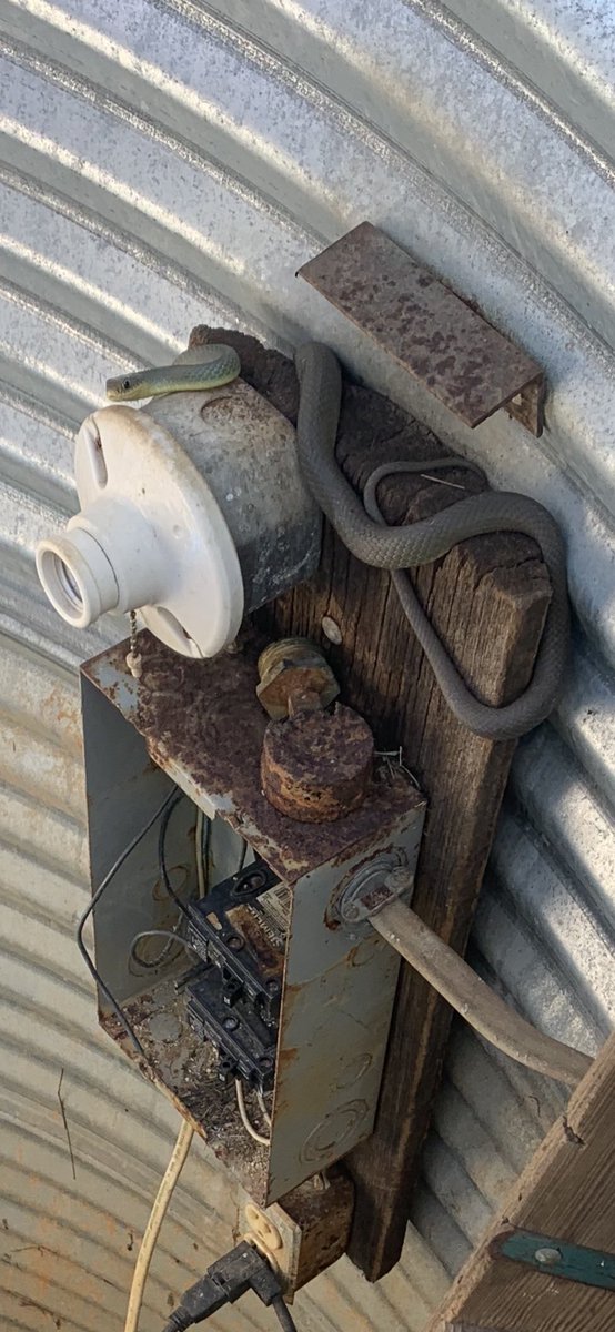 KsBru62's tweet image. I’ll do a lot of things for our cows but climbing down in a pit with a snake to fix the water is not one of them! Time to get the hubby…