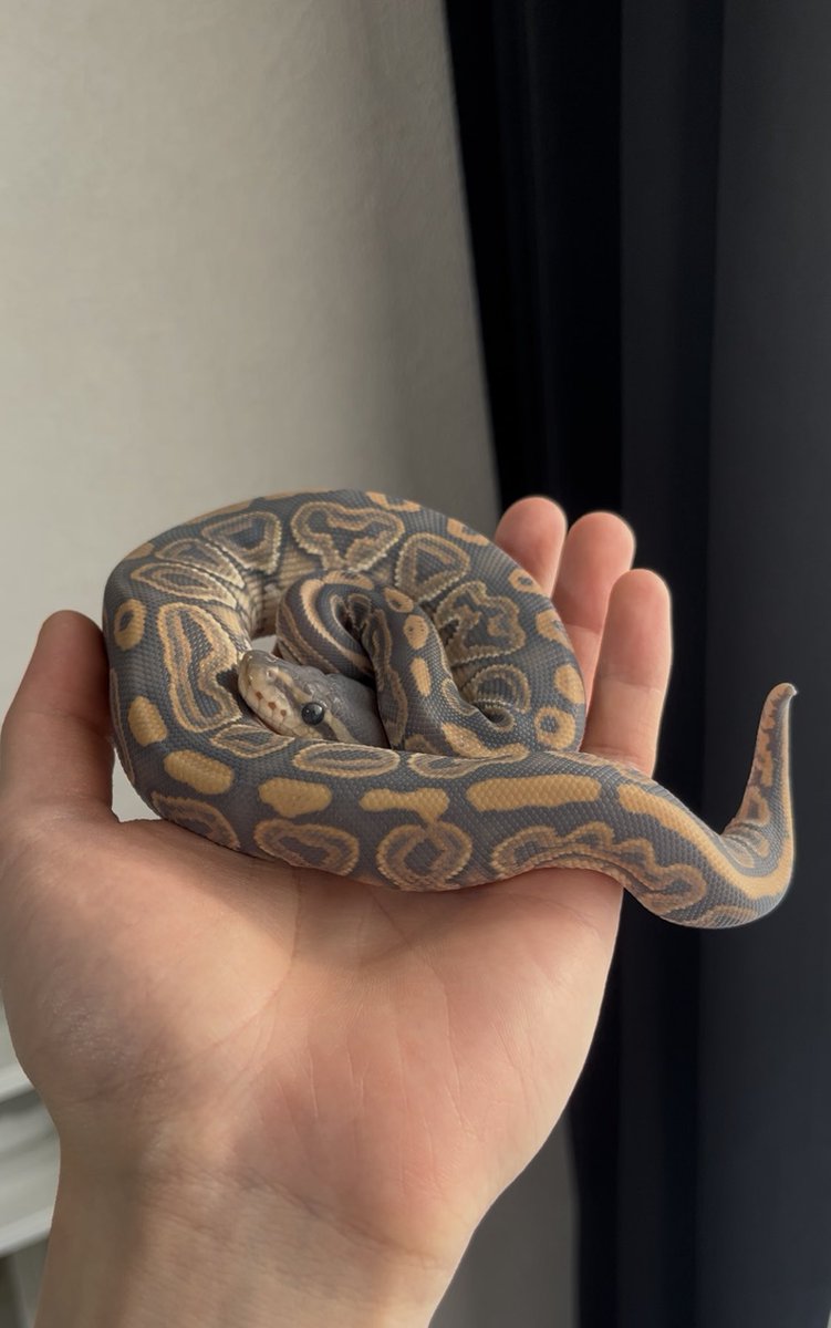 なんだこのかわいい生き物は…

#ボールパイソン