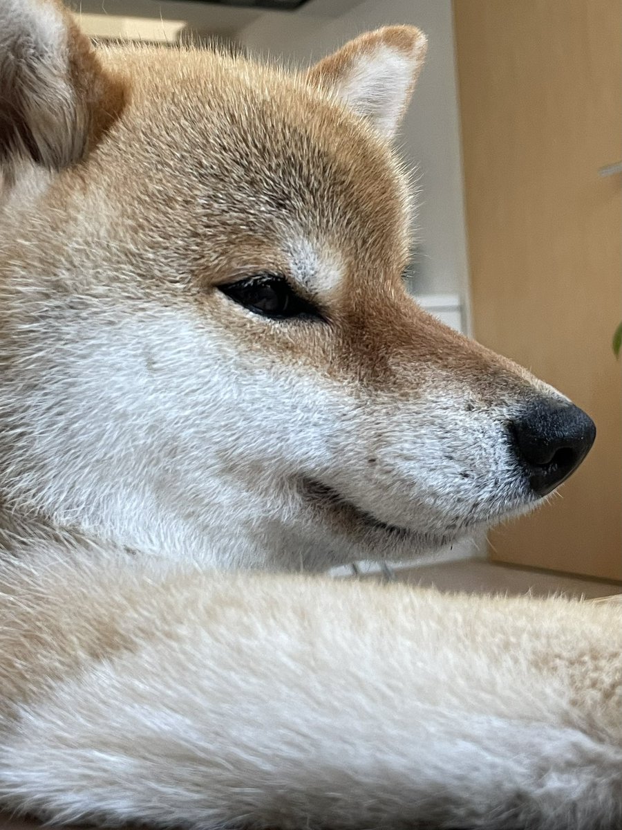 もふっっ。
#柴犬