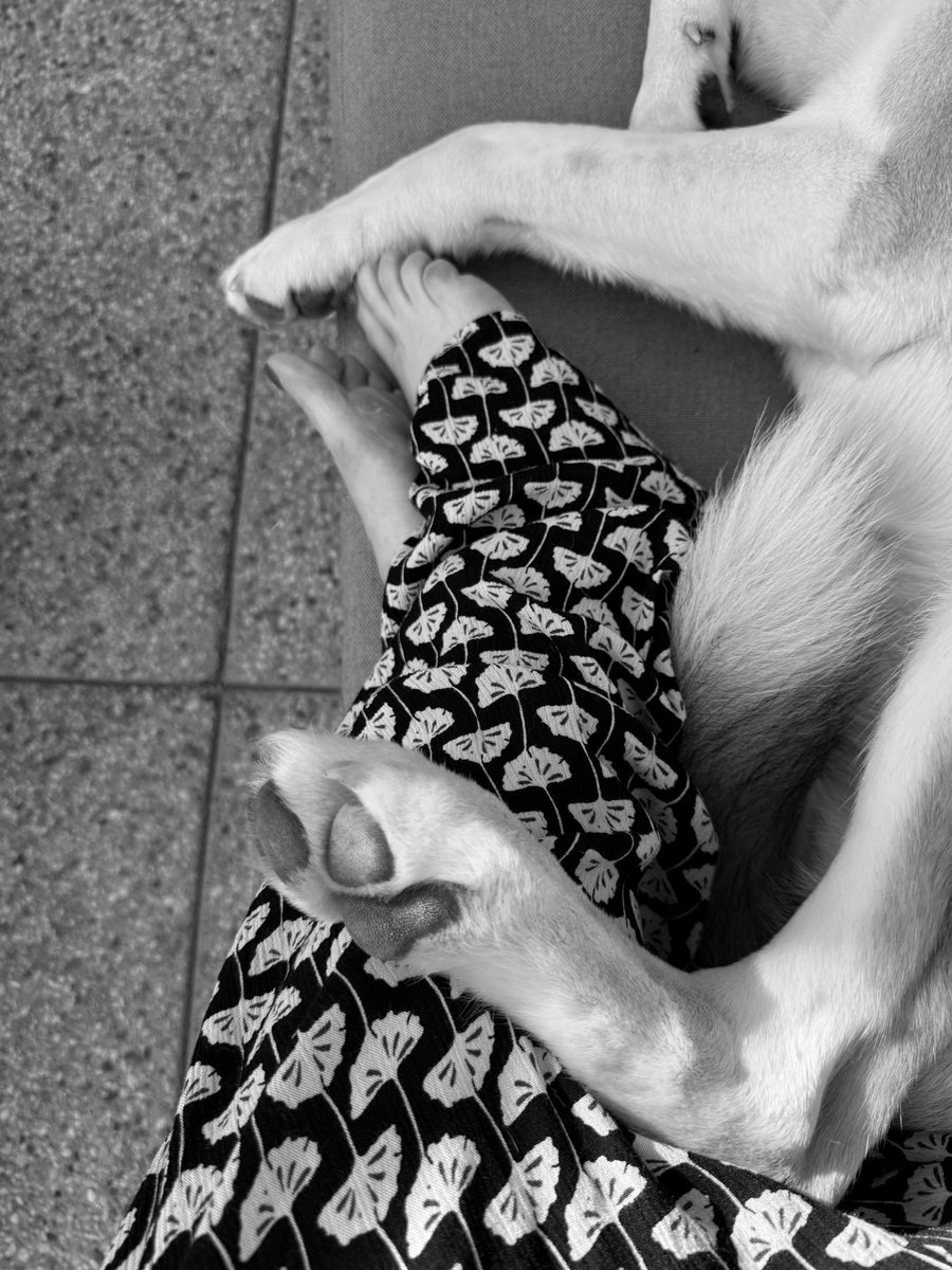 Few things are better than being paw to foot with my best boy Leo 🐾 while  watching the sunset. 

Gn. 🫶🏻