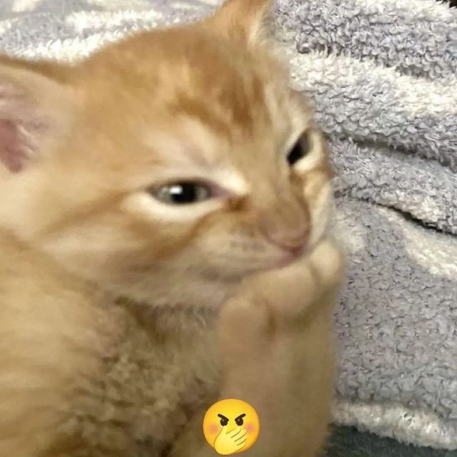 acatanho⁷ 🐉 tweet media