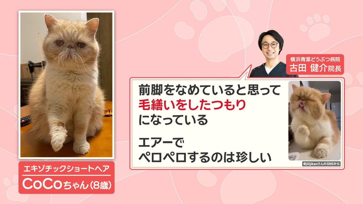 前脚の近くで舌をペロペロしていたのは、#エキゾチックショートヘア の