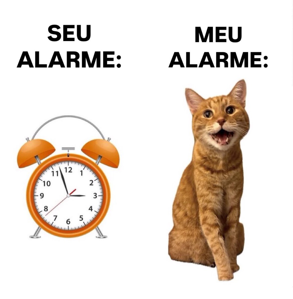 gatos fazendo gatices (@gatinarios) on Twitter photo 