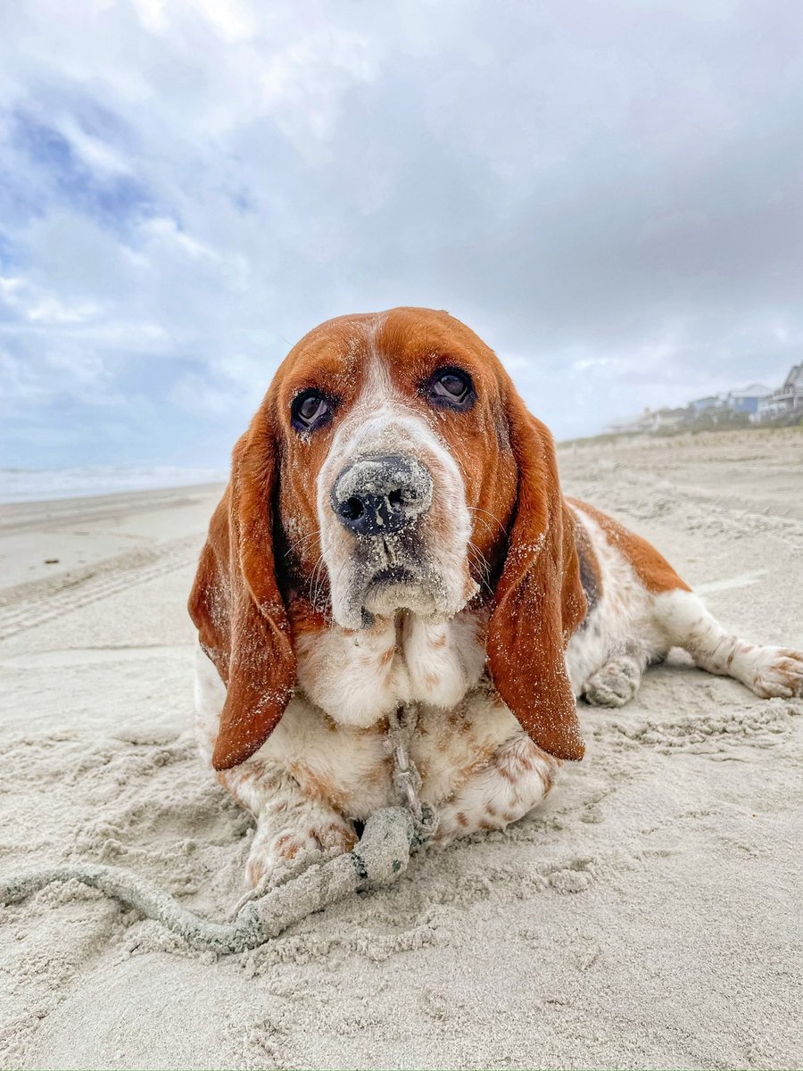 Salty like the sea, shady like a palm tree 🏝️ #bassethound #mood #beach #vibe #beachbum #salty #summer